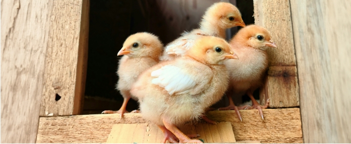 Estrategía de vacunación y tratamientos para aves de traspatio