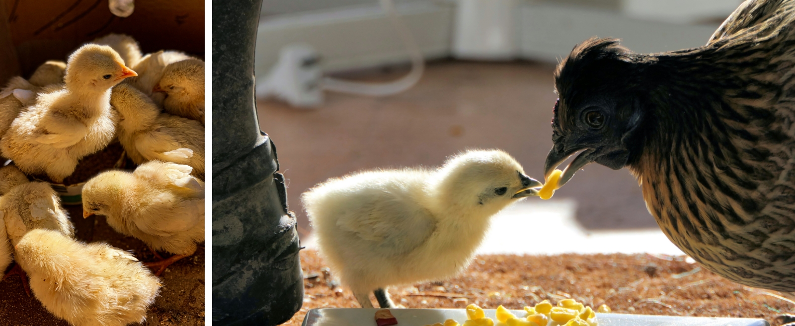 Mediker vacunación y tratamiento para aves