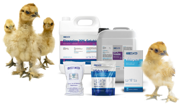 Mediker vacunación y tratamiento para aves